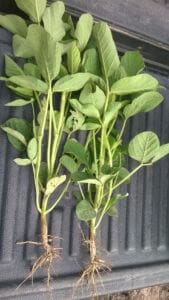 exemplo de planta bem nutrida