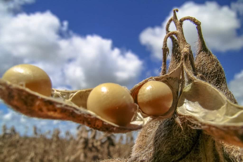 Custo de produção de soja por hectare entenda por quanto vender sua