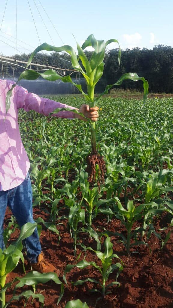 Planta O De Milho Irrigado Quando Compensa Realizar Essa Pr Tica