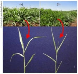 Brachiaria Decumbens Uma Boa Op O No Sistema Produtivo