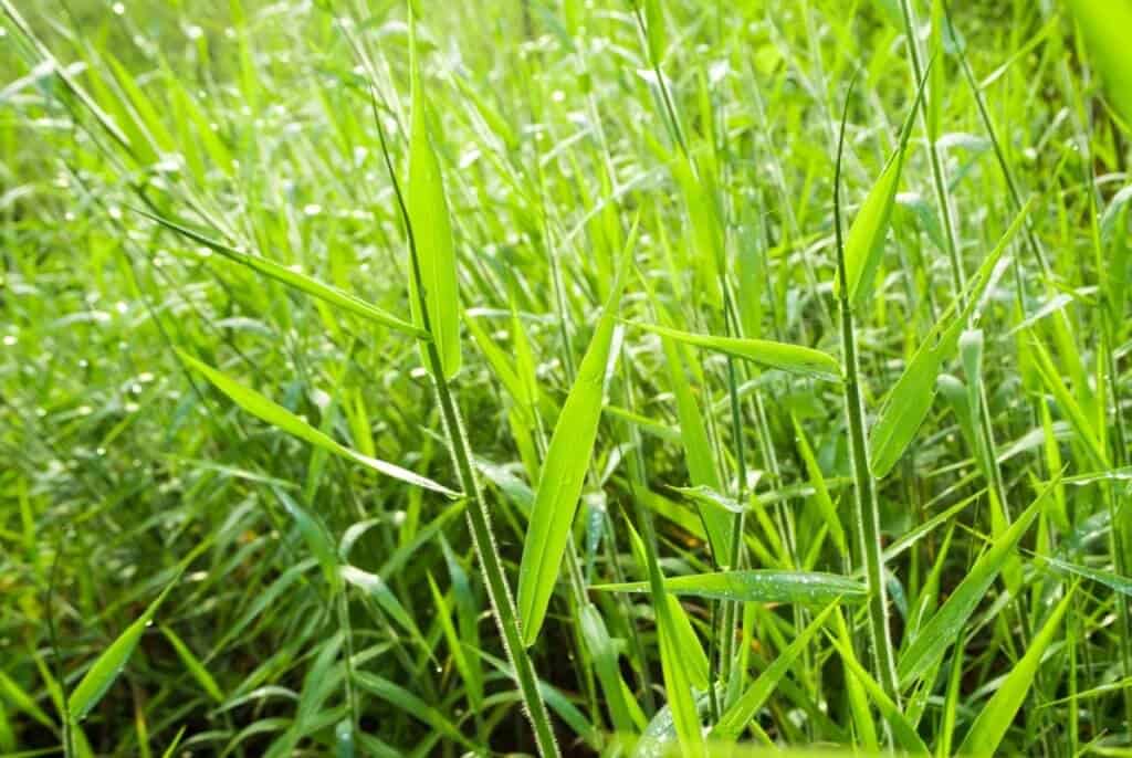 Brachiaria Decumbens Uma Boa Op O No Sistema Produtivo