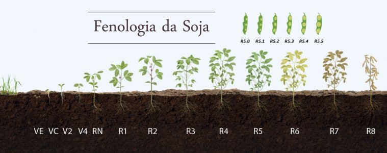 Ciclo da Soja Tudo o que você precisa saber sobre