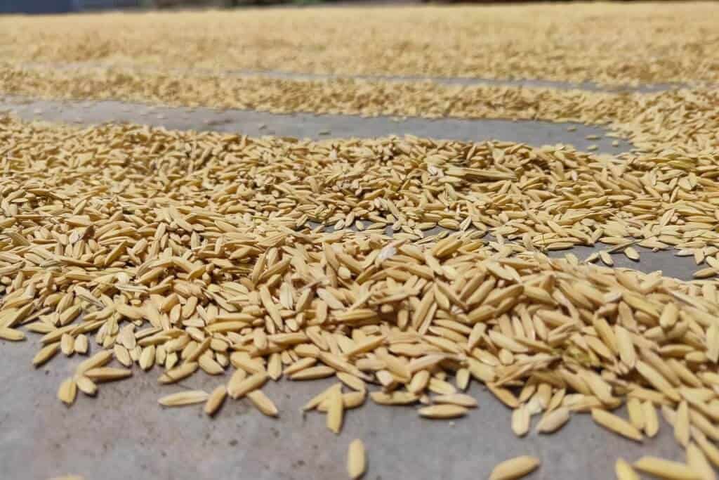 Secagem Do Arroz Saiba Tudo Sobre Esse Processo