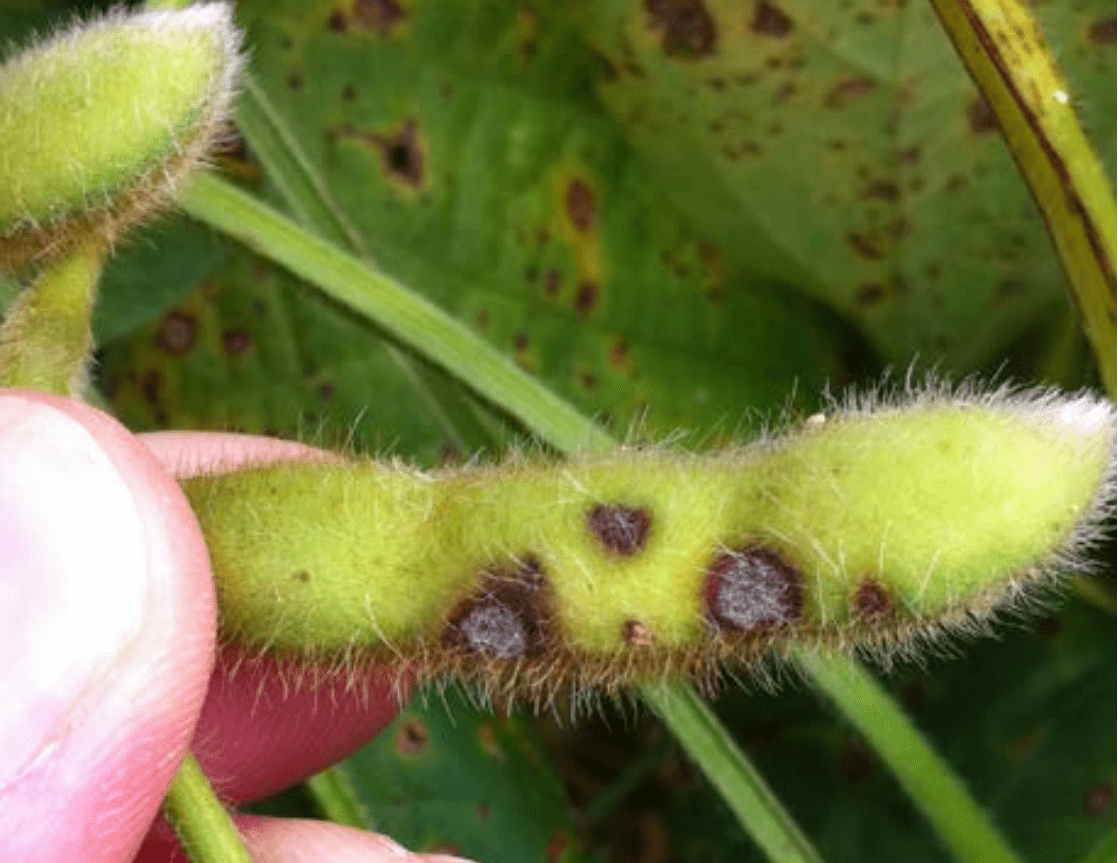 Tudo O Que Voc Precisa Saber Sobre A Mancha Olho De R Na Soja