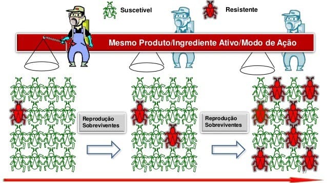 estágios de manejo da resistencia de insetos