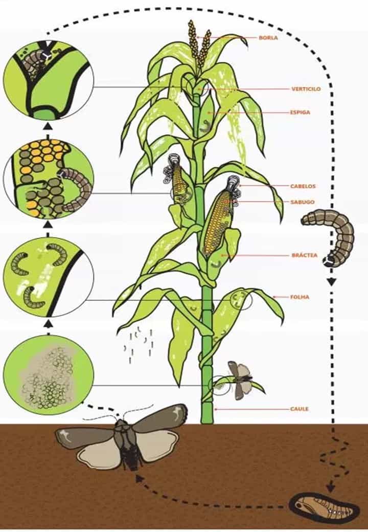 Ciclo de vida da lagarta-do-cartucho no milho