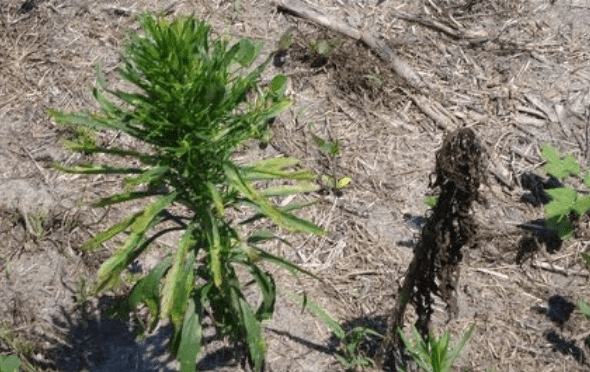 Pragas agrícolas: buva resistente e suscetivel