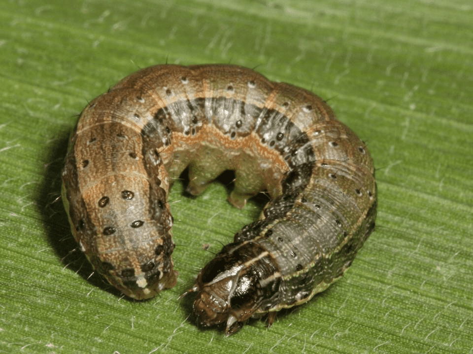 Pragas agrícolas: s.frugiperda