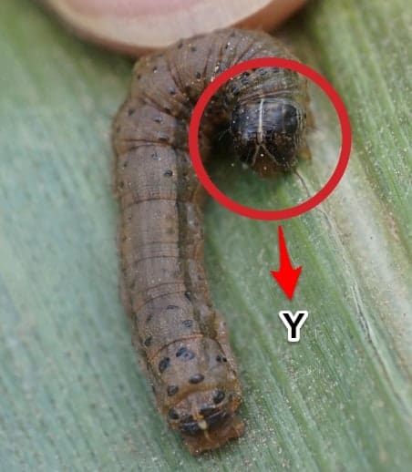 y-spodoptera