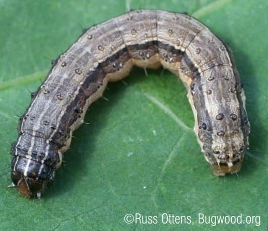 ponto-relevo-spodoptera