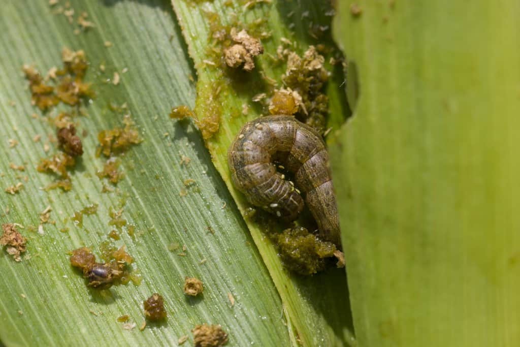 5-pragas-agrícolas-resistentes-a-defensivos-agrícolas-e-como-combate-las