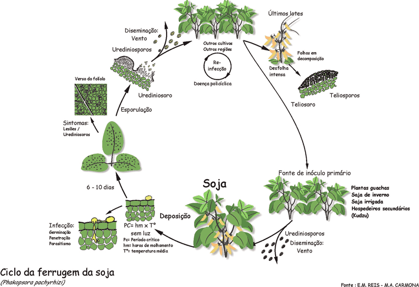 ciclo da ferrugem na soja