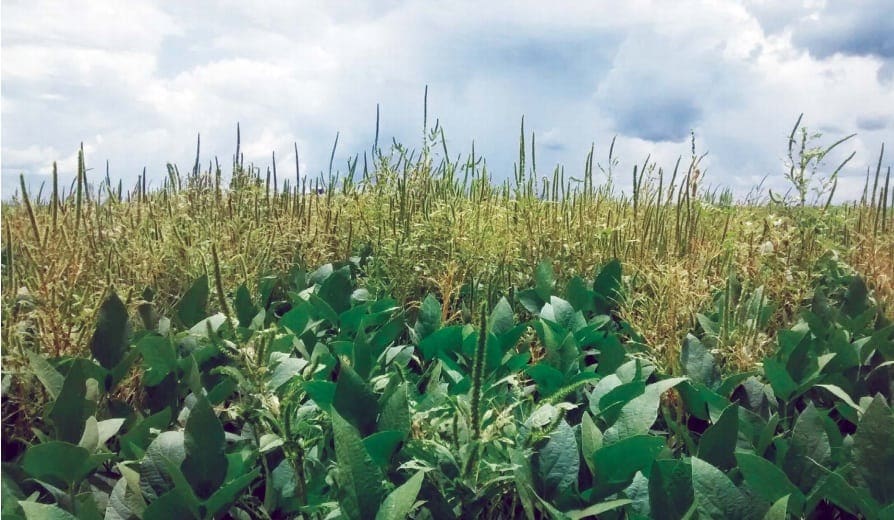 Pragas agrícolas: plantas daninhas também
