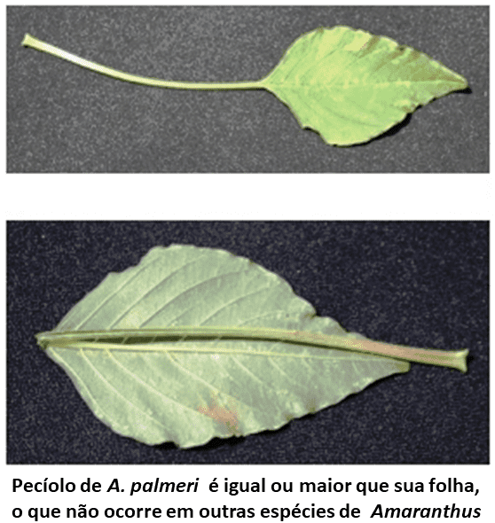Pragas agrícolas: amaranthus palmeri folha