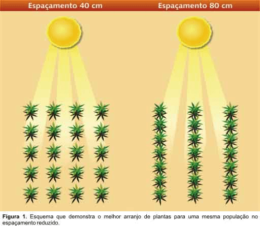 interceptação solar por plantas