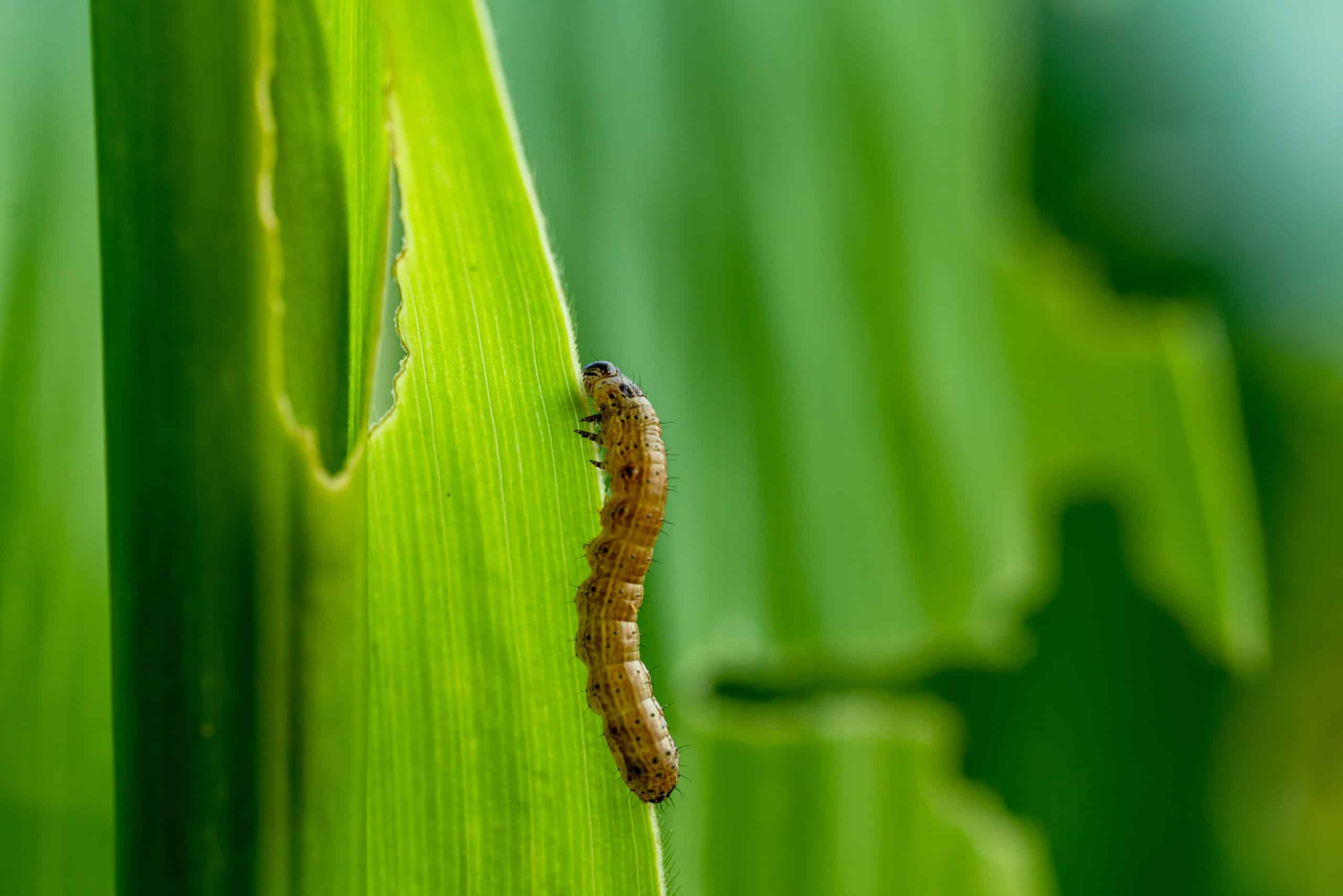 Foto da lagarta-militar em folha de milho