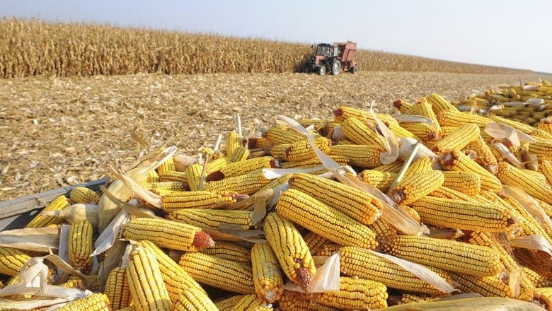 semeadura do milho com planejamento agrícola