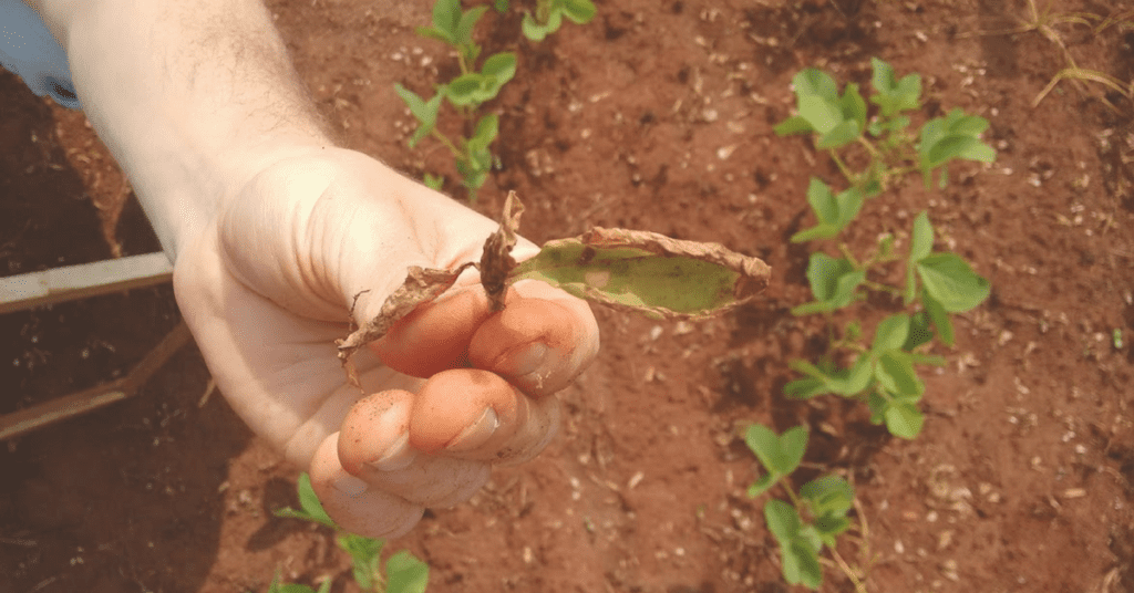 Tudo-sobre-plantas-daninhas