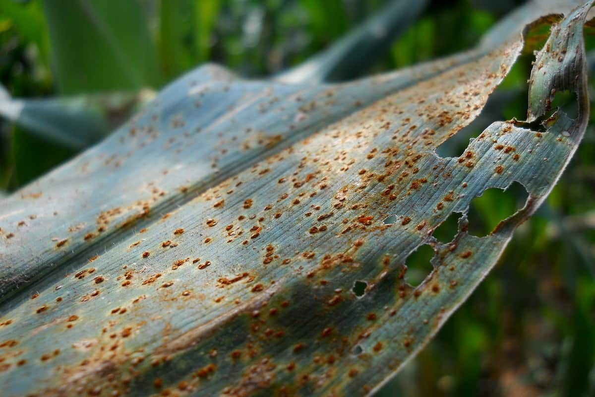 Ferrugem no milho, com sintomas aparentes na folha
