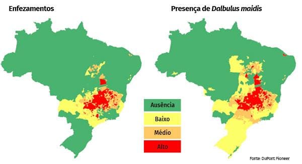 enfezamentos-mapa-cigarrinha do milho