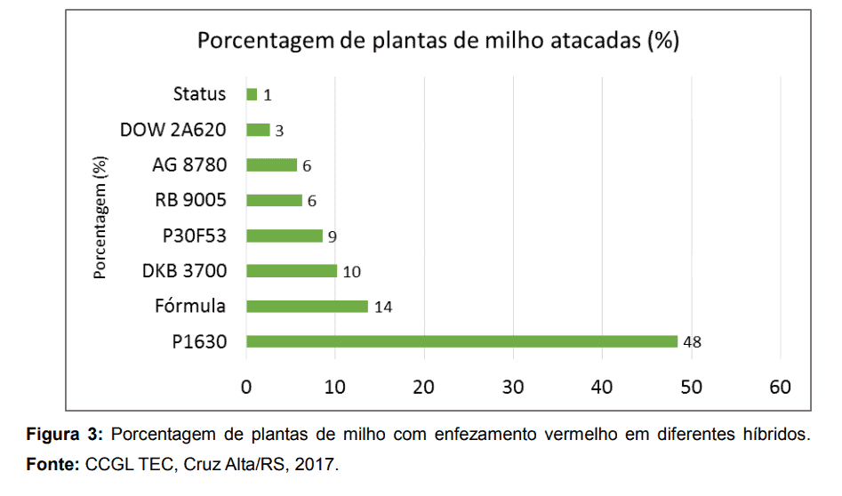 pesquisa-enfezamento-milho