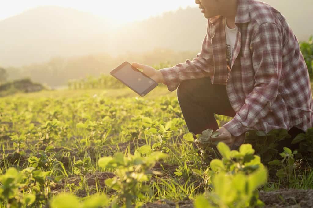 gestão agrícola