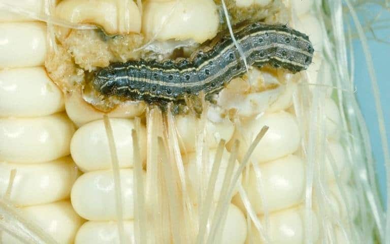 controle de spodoptera frugiperda no milho