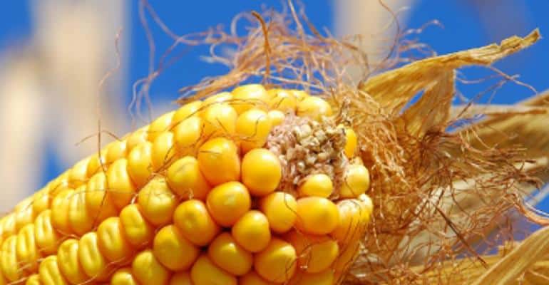 produtividade de milho por hectare