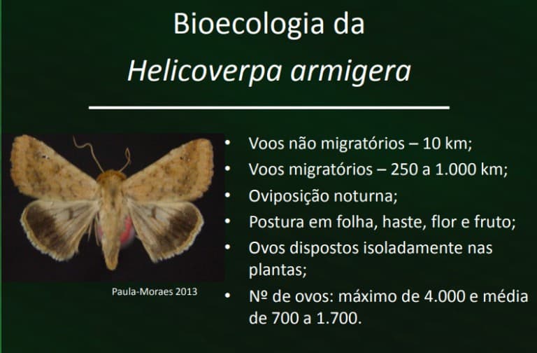 bioecologia-helicoverpa-armigera