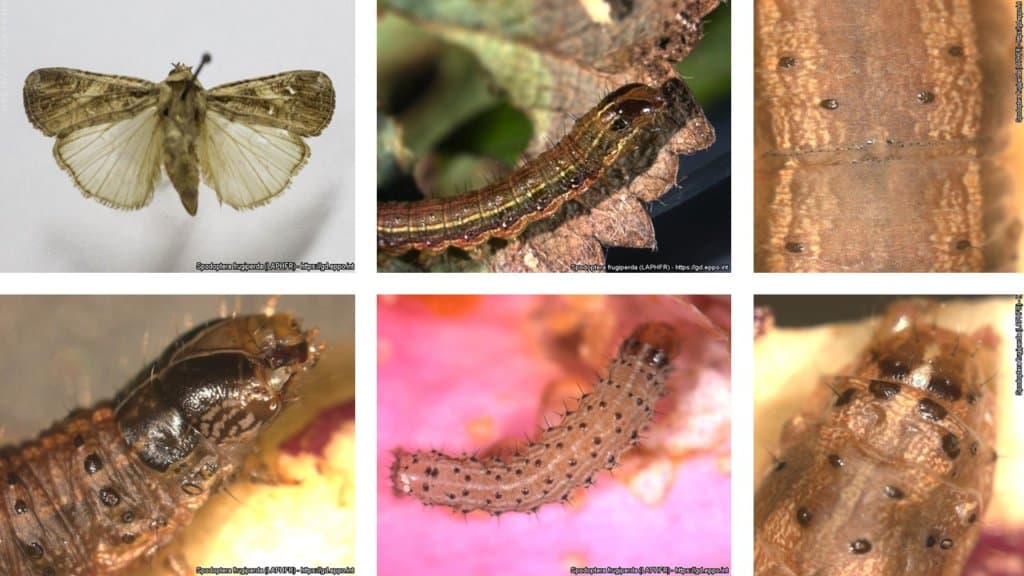 caracteristicas-spodoptera-frugiperda
