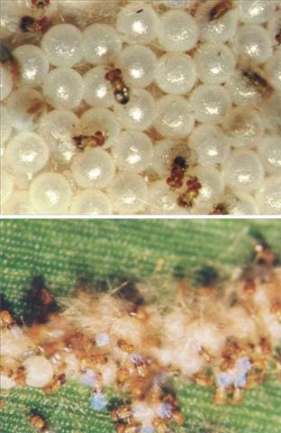 trichogramma-spodoptera-frugiperda