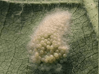 ovos-spodoptera-frugiperda