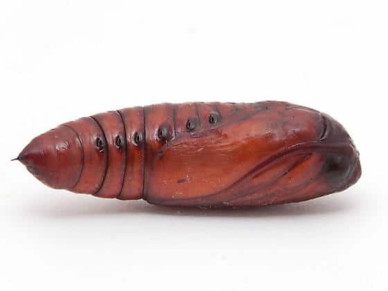 pupa-spodoptera-frugiperda