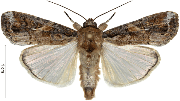 adulto-spodoptera-frugiperda