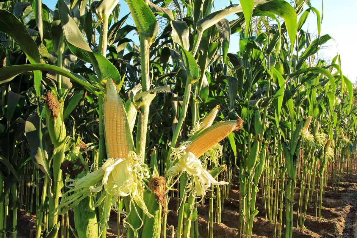 produtividade de milho por hectare