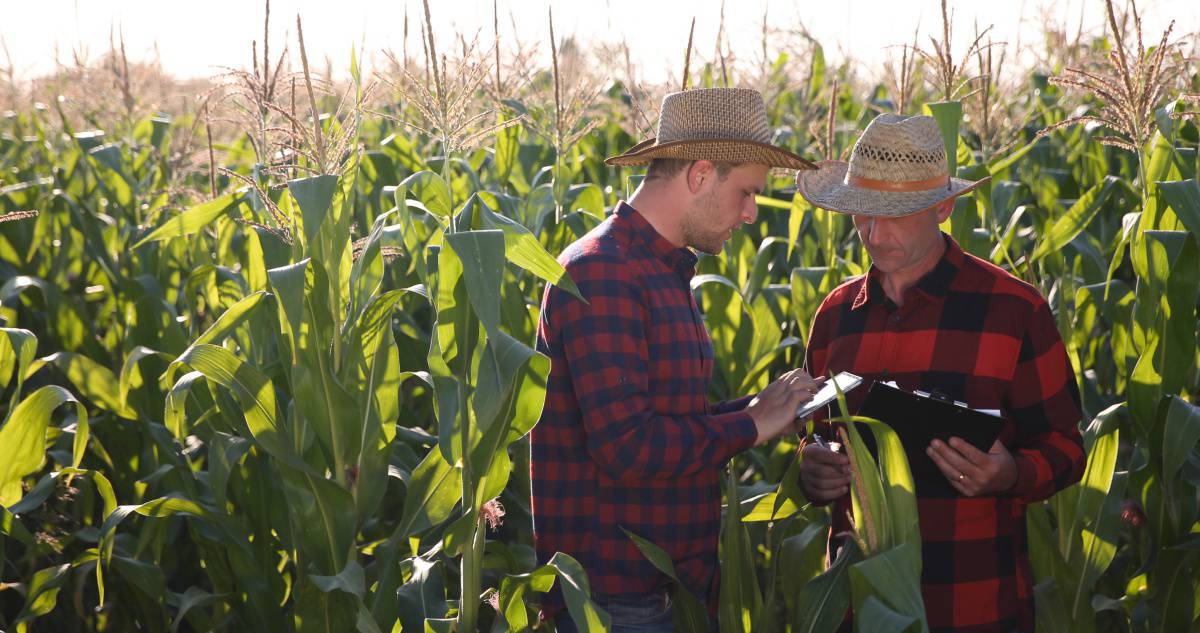 produtor rural analisando spodoptera fugiperda