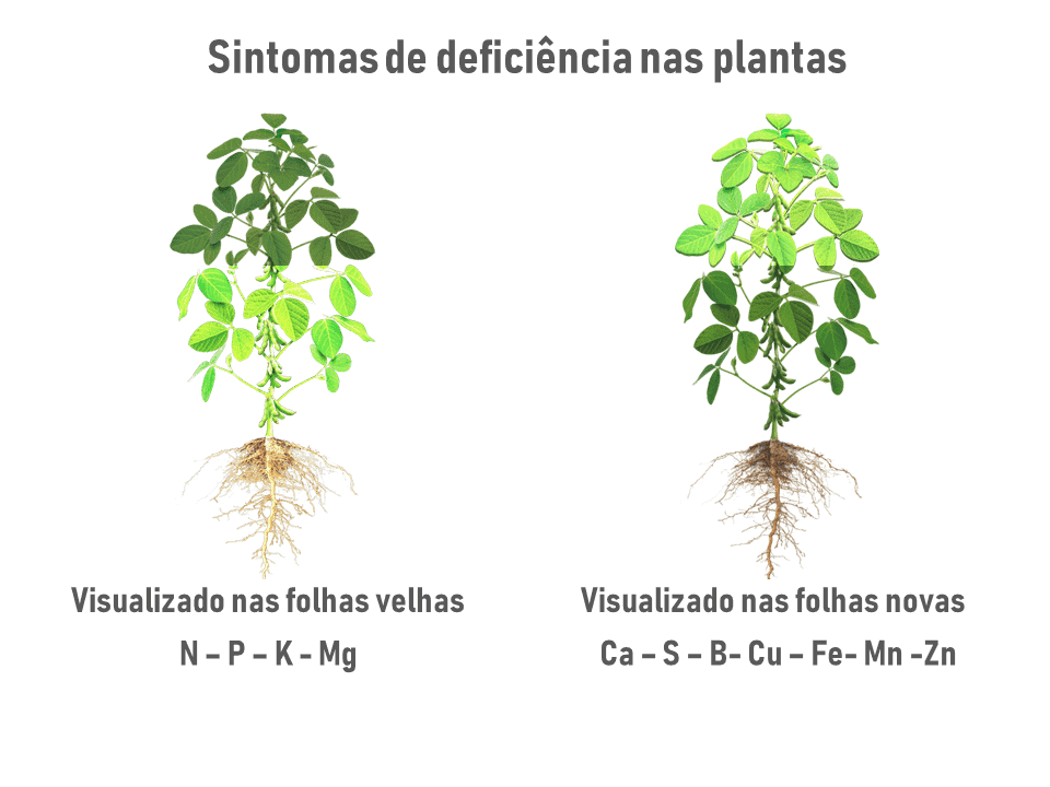 sintomas-plantas-deficiencias