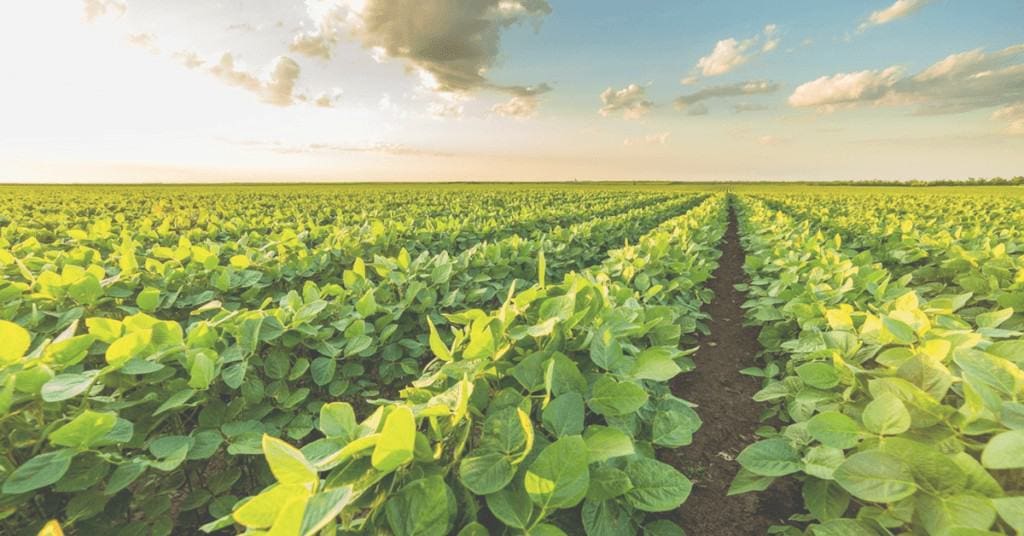 adubacao-foliar-em-soja
