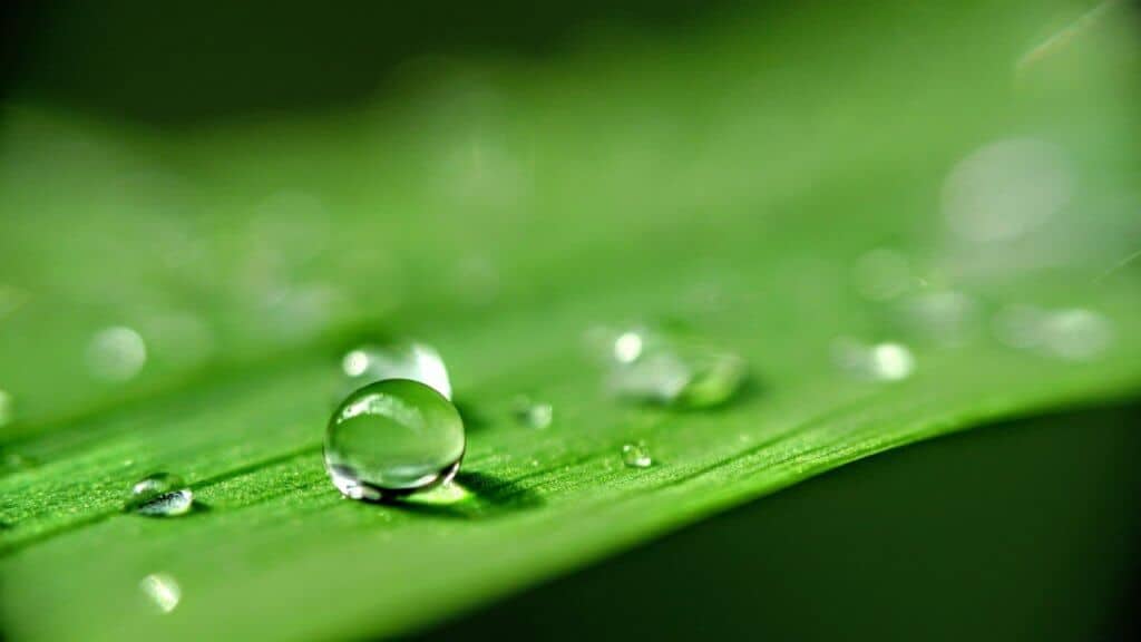 folha-com-gota