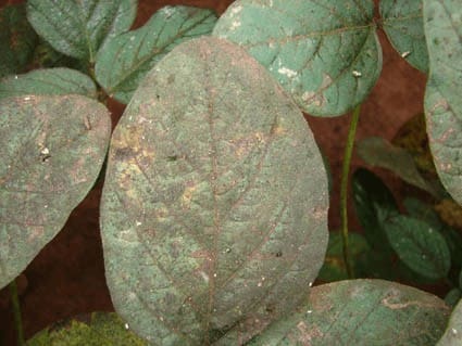 foto de Folhas de soja com sintomas de fumagina