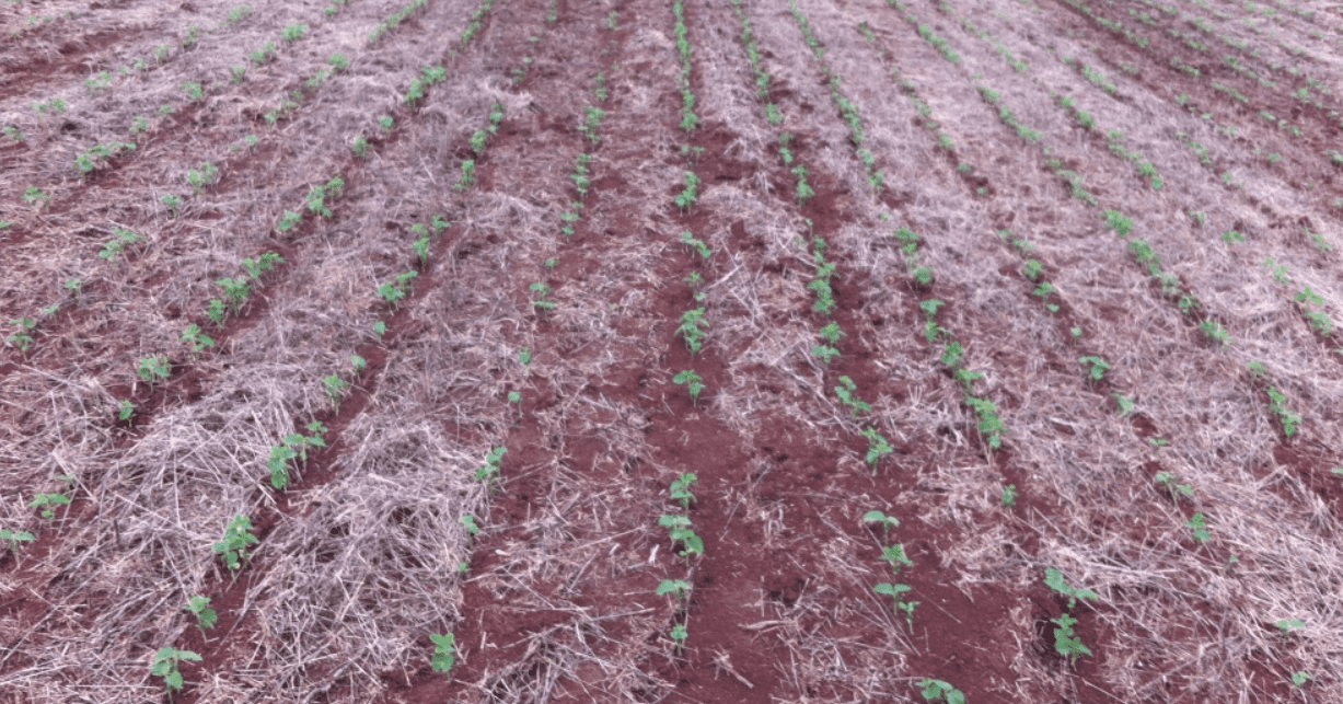 regulagem de plantadeira de soja