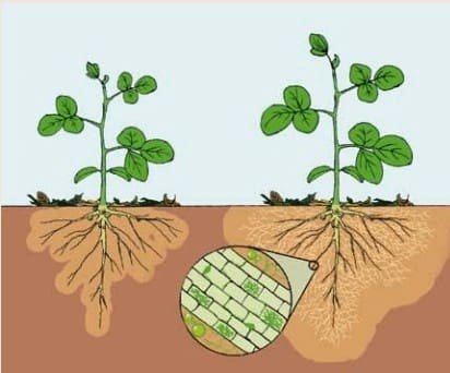 Planta sem simbiose micorrízica (esquerda), planta com simbiose com fungos micorrízicos (direita) com aumento do volume do solo explorado