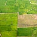 ndvi