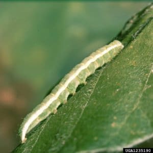 1-controle-biológico-da-lagarta-da-soja-Anticarsia-gemmatalis
