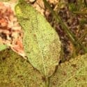 ferrugem-asiatica-da-soja