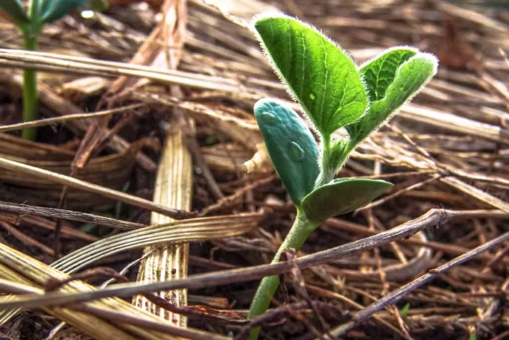plantio-direto-na-soja
