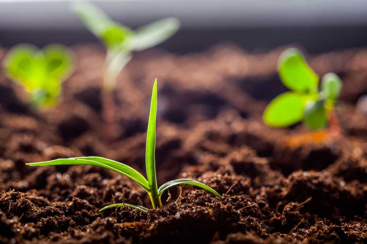 fertilidade-do-solo-e-nutrição-de-plantas
