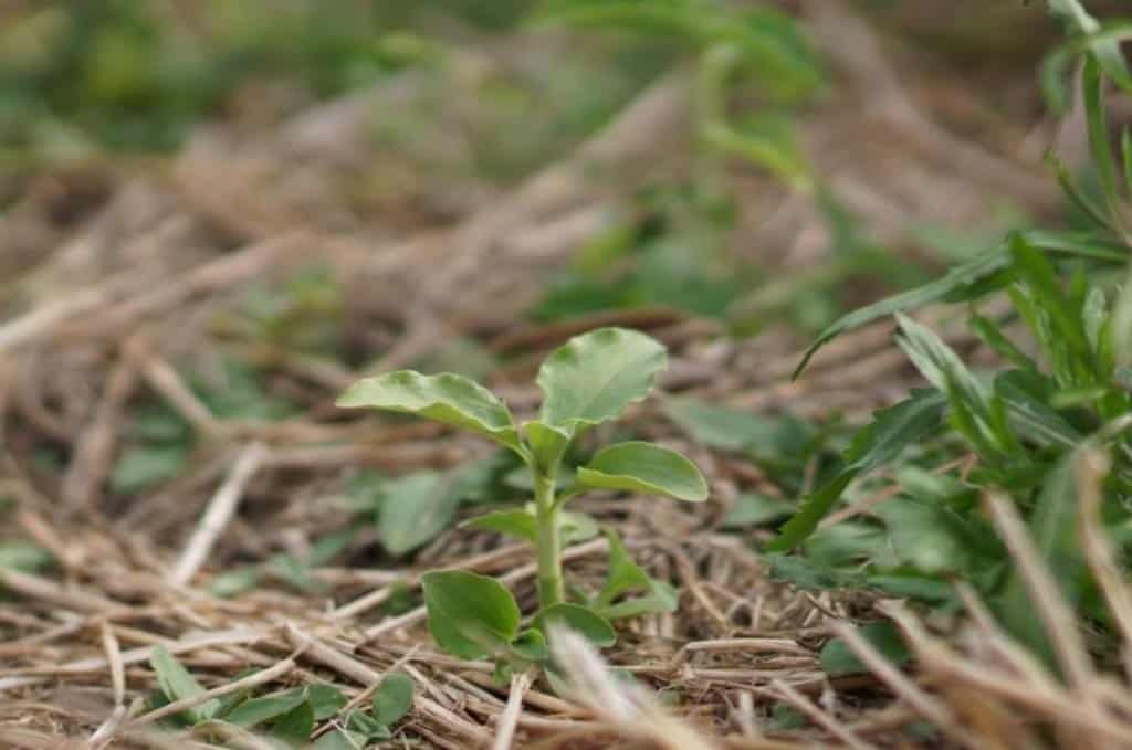 identificação-plantas-daninhas