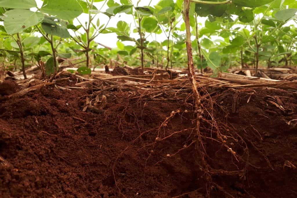 nematoides-na-soja