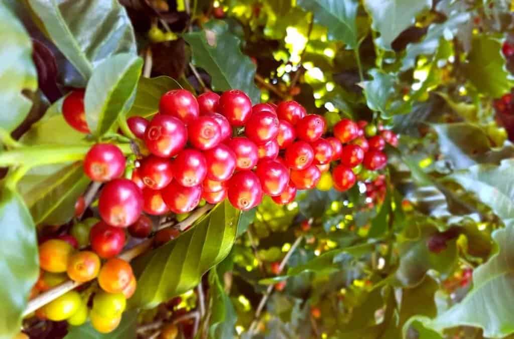 adubo-liquido-para-café